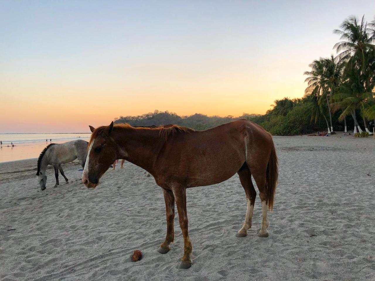 Macao Beach Sámara 외부 사진